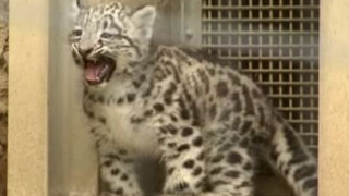 Baby Snow Leopard Born In Japan